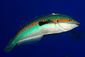 Rainbow Wrasse